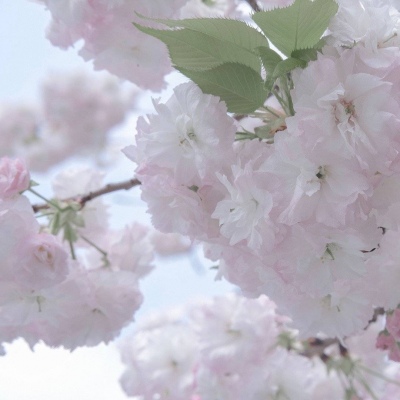 雷山福瑞交流群